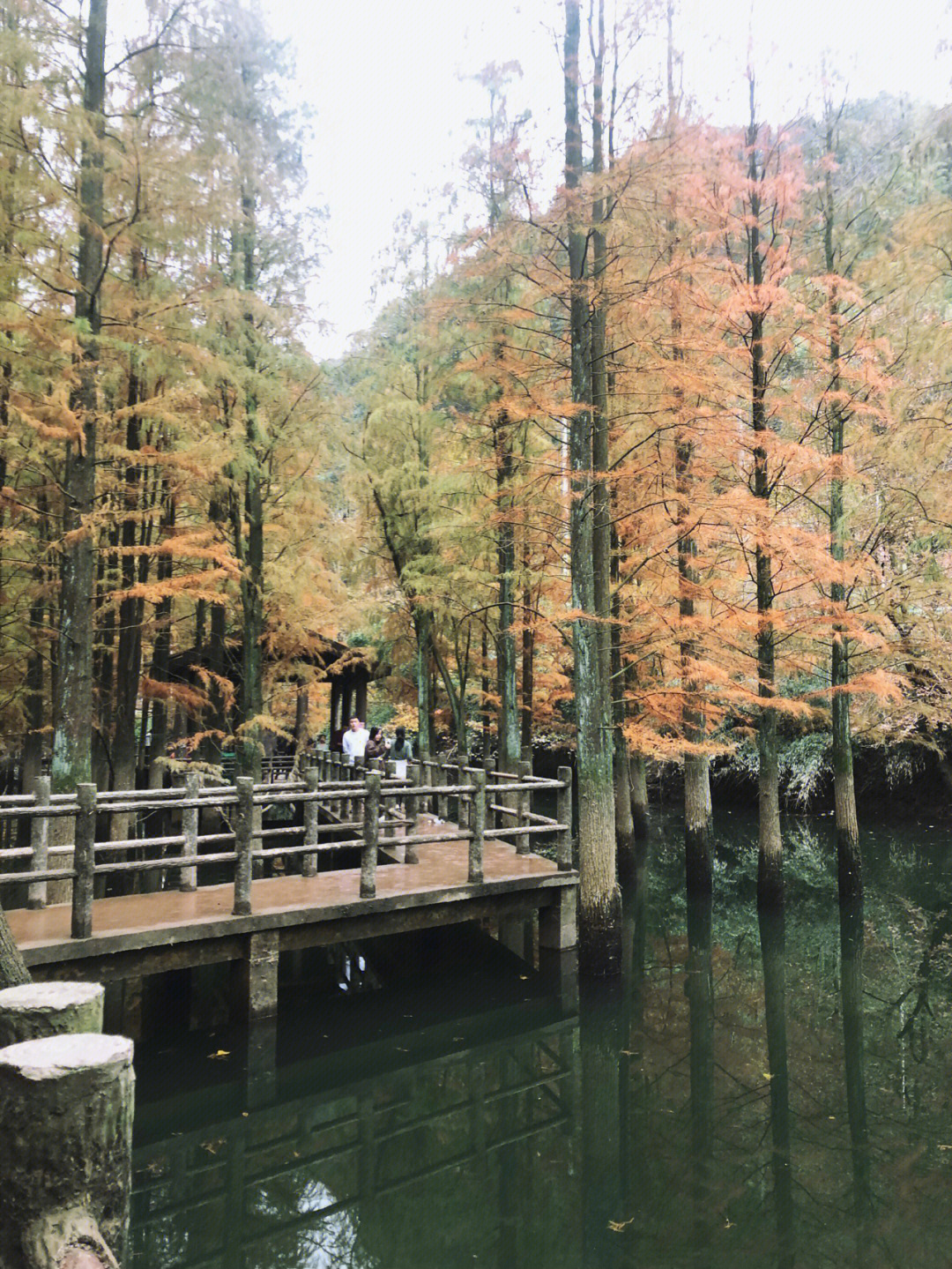 雪窦岭水杉林 开车图片