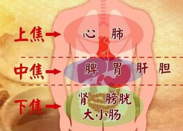 脾在左侧还是右侧图片