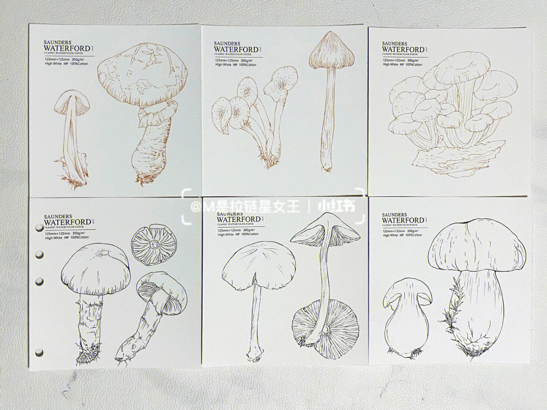 手绘线稿蘑菇