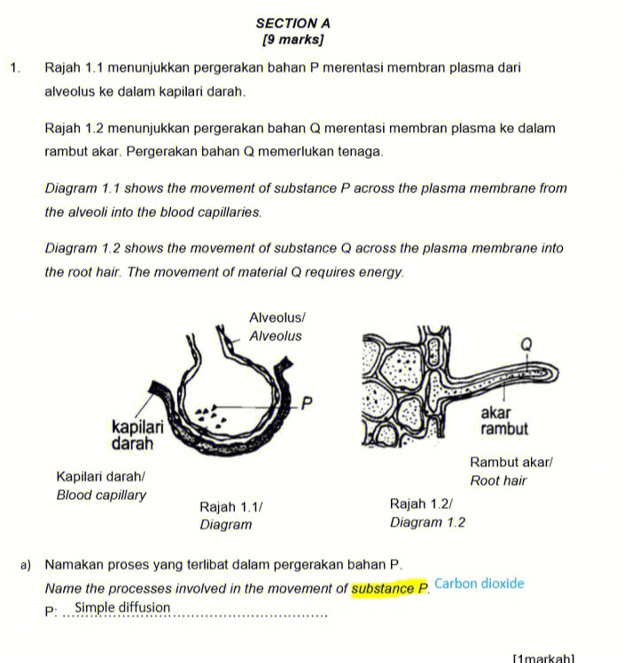 alveolus图片