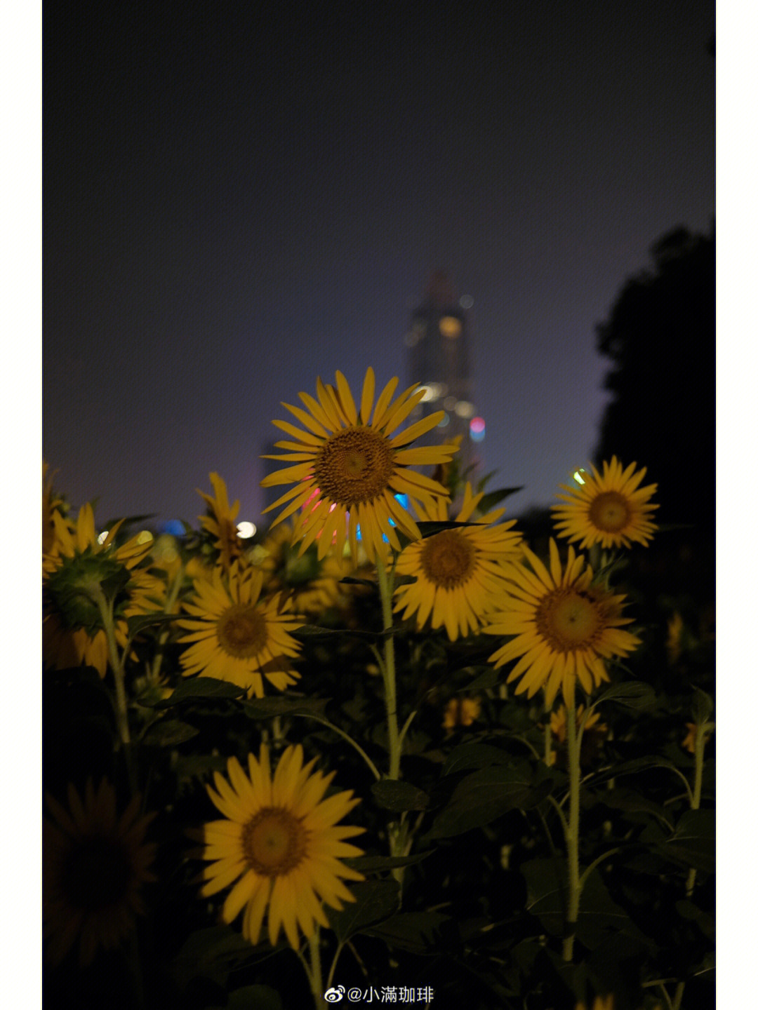 夜晚向日葵图片唯美图片