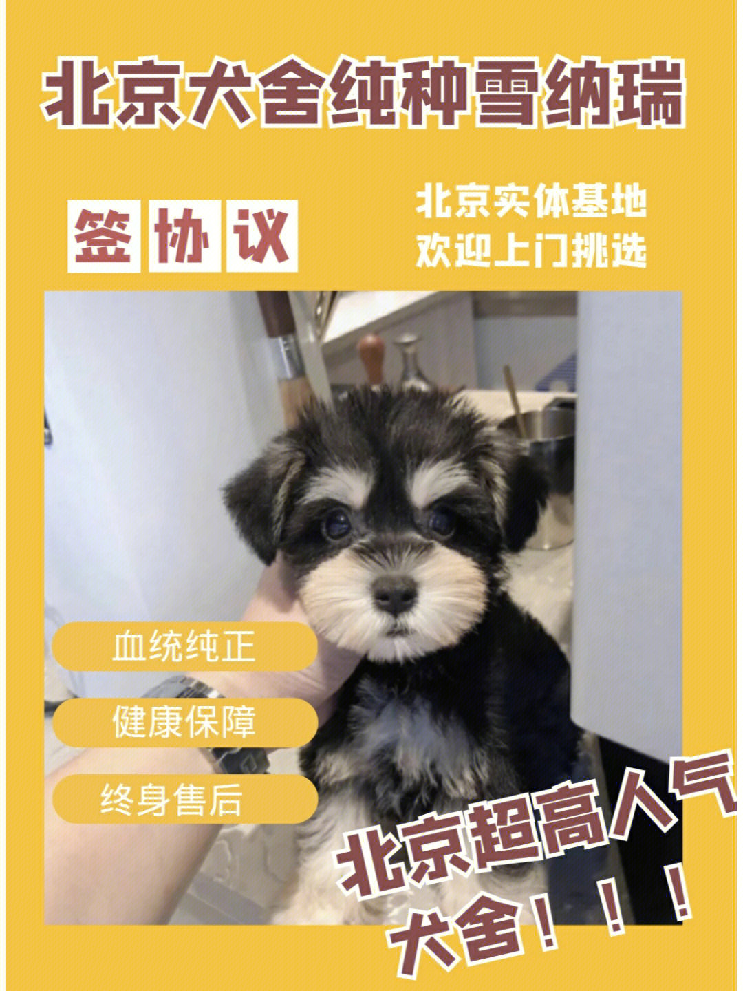 北京犬舍推荐北京靠谱犬舍纯种雪纳瑞宠物狗