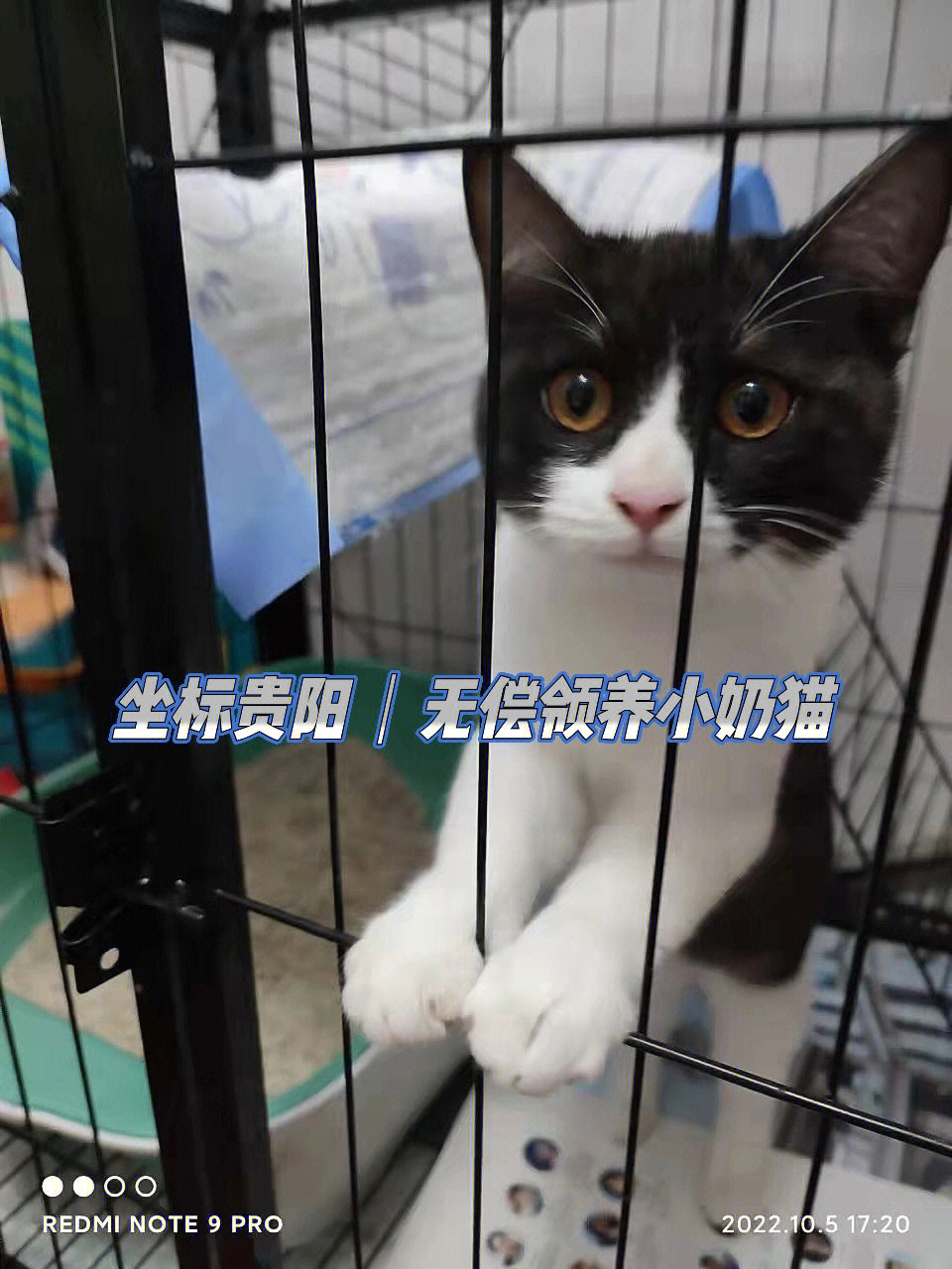 贵阳领养乌云盖雪小奶猫