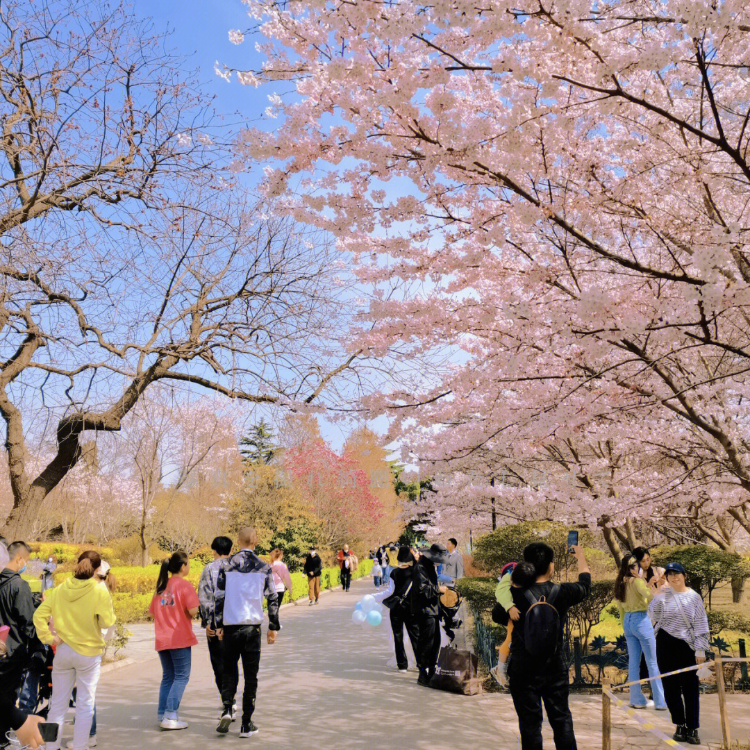 青岛中山公园游览图片