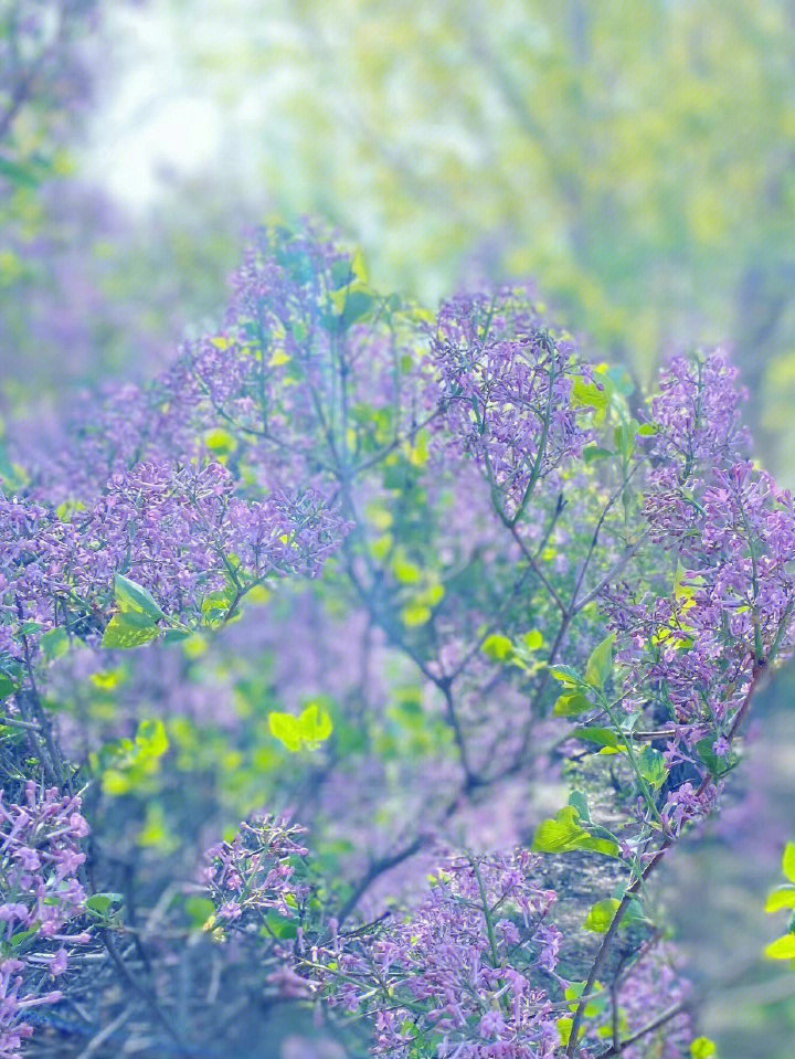 紫丁香花 许愿图片