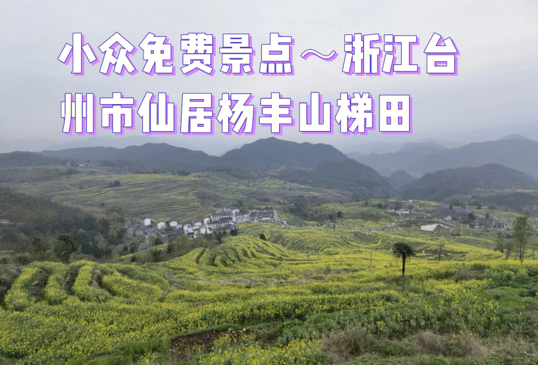 浙江台州仙居杨丰山小众免费的油菜花梯田