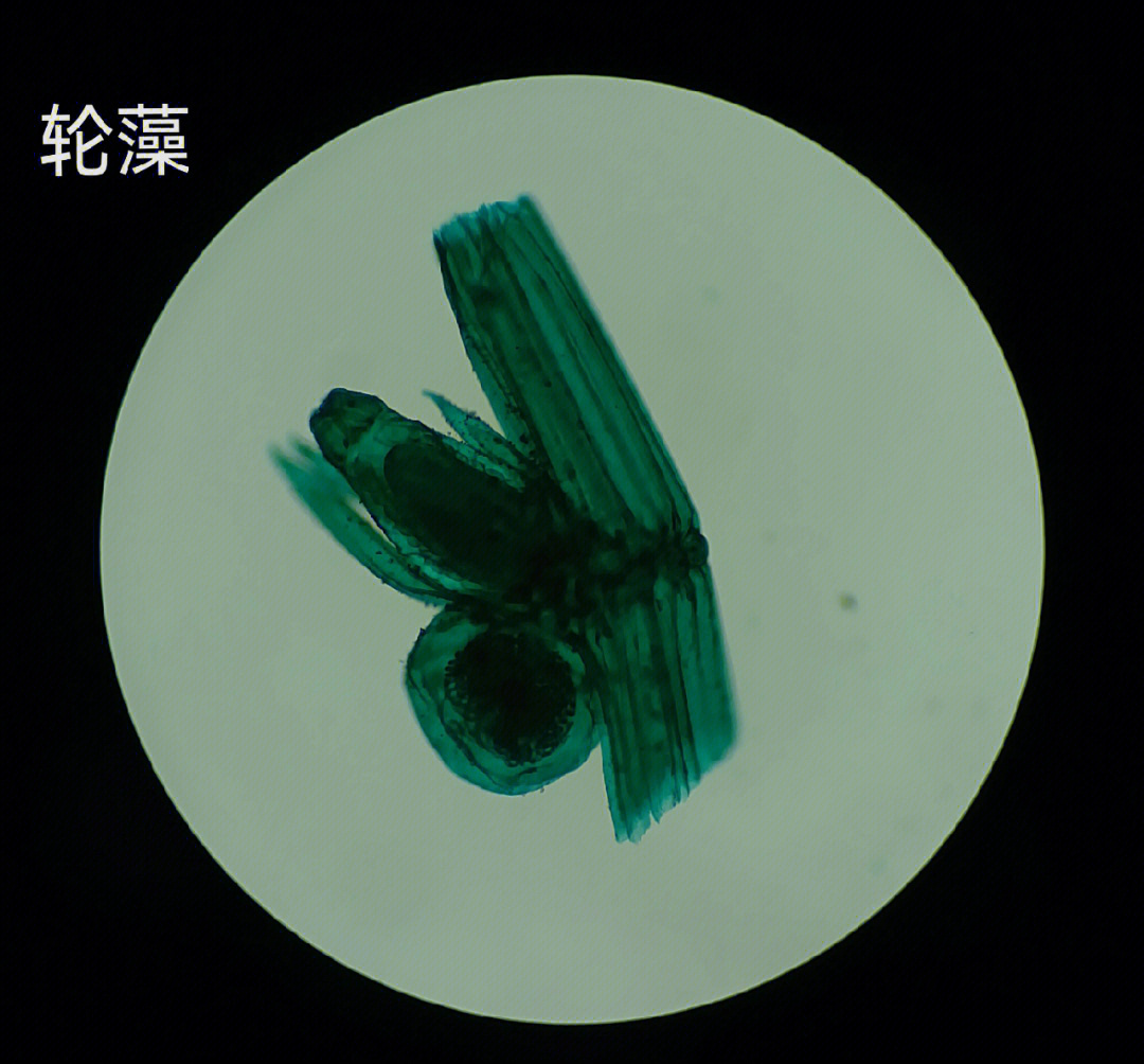 斜生栅藻显微镜图片