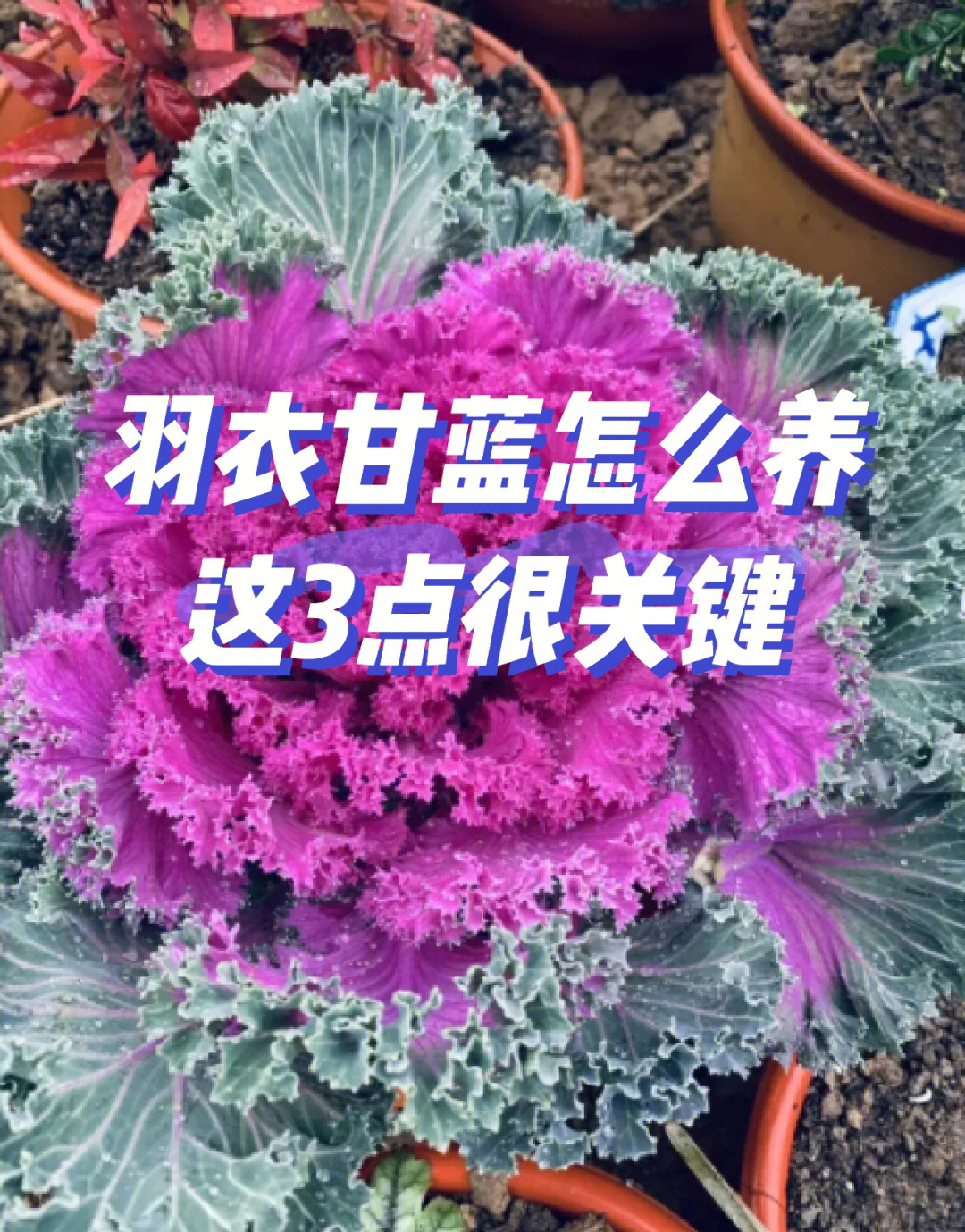 羽衣甘蓝怎么种图片