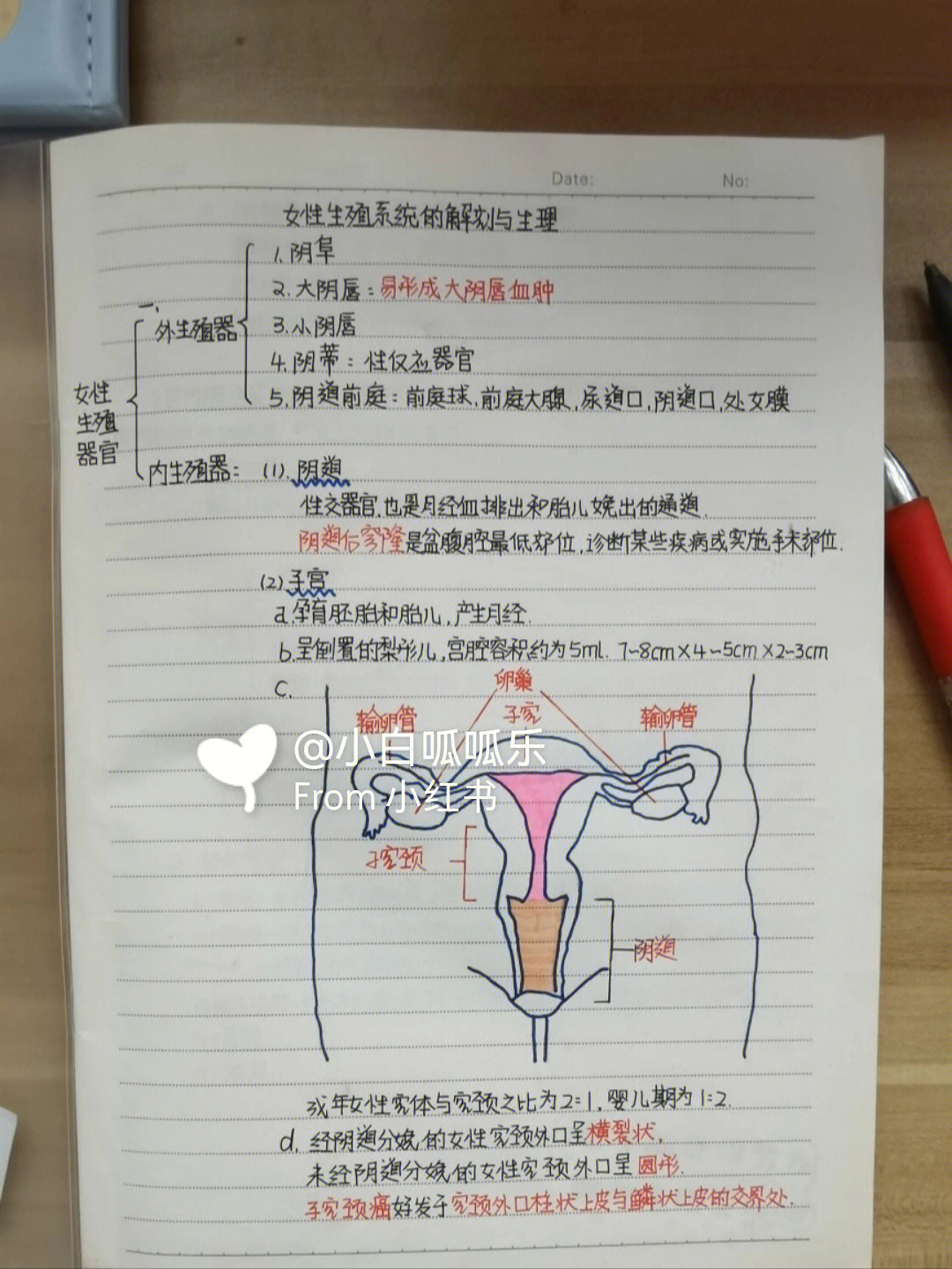 生殖系统笔记图片