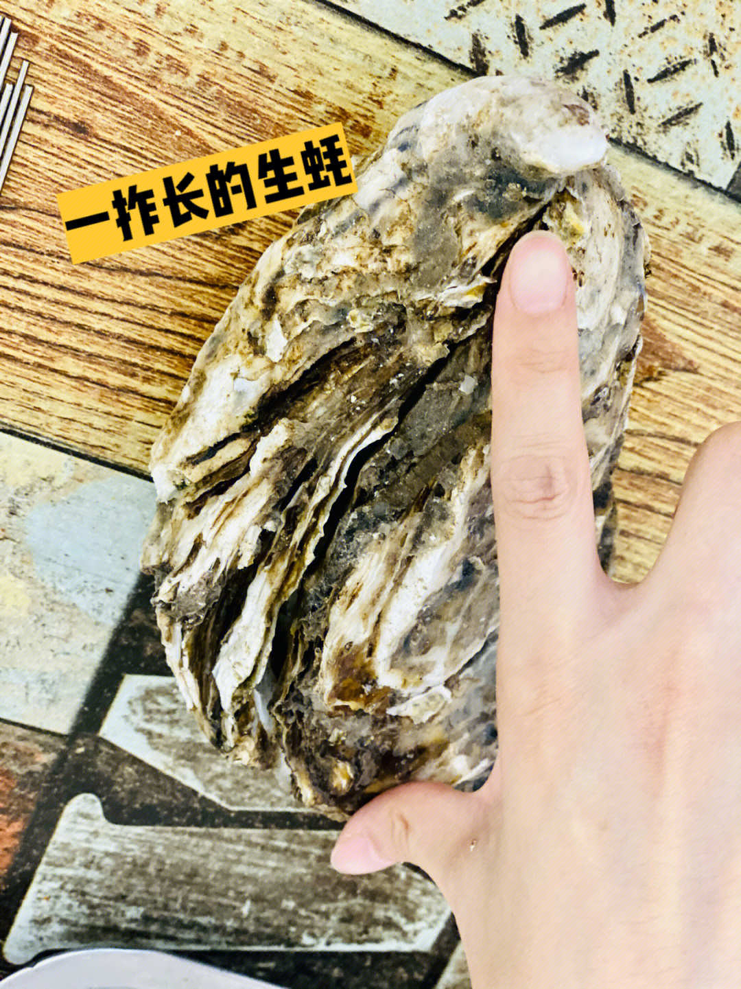 海蛎子生长图片