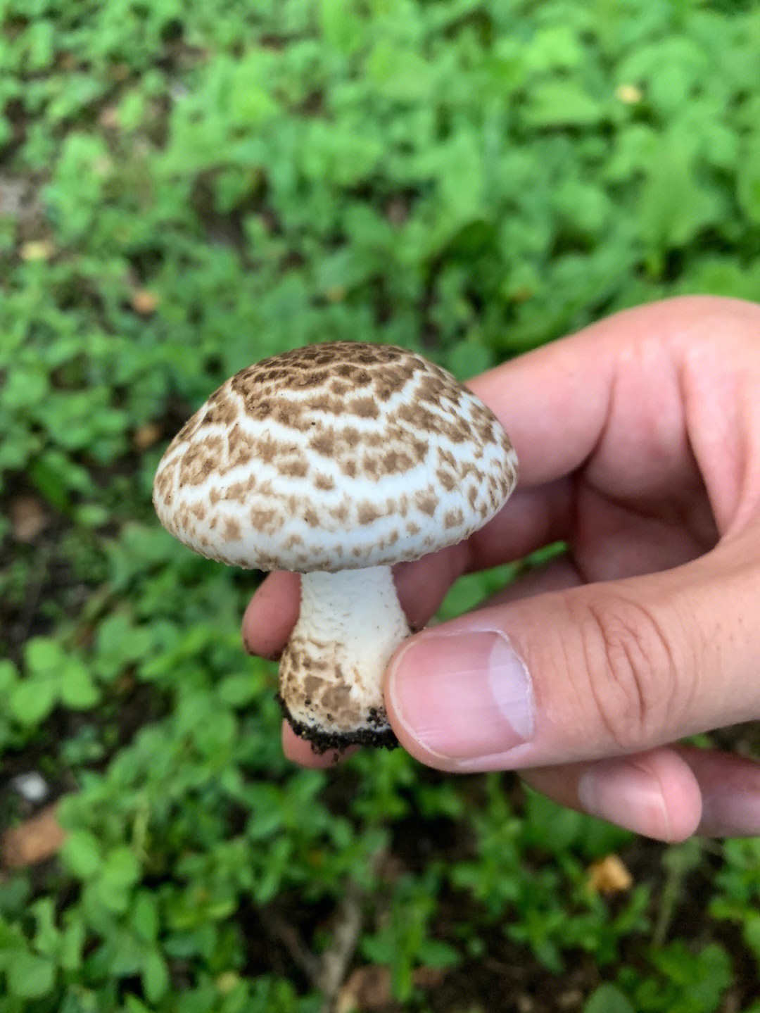 这个是假根蘑菇吗