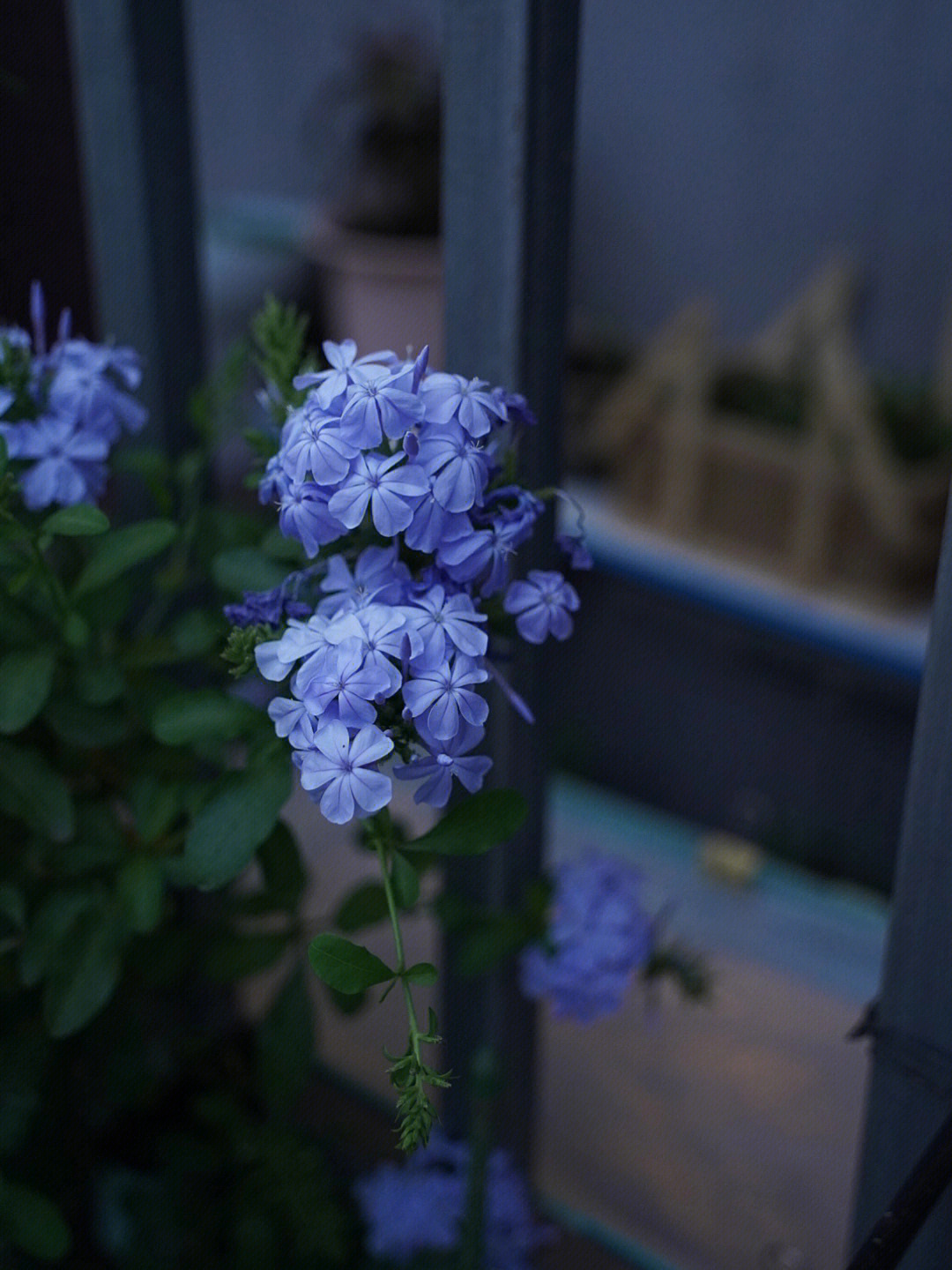 薰衣草花环和蓝色阴雨图片