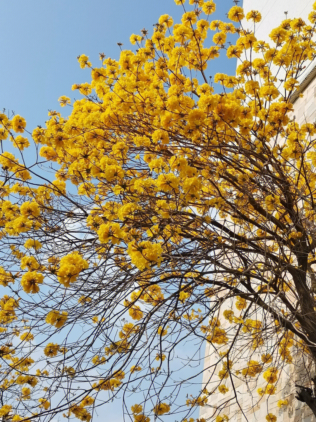 黄花风铃花