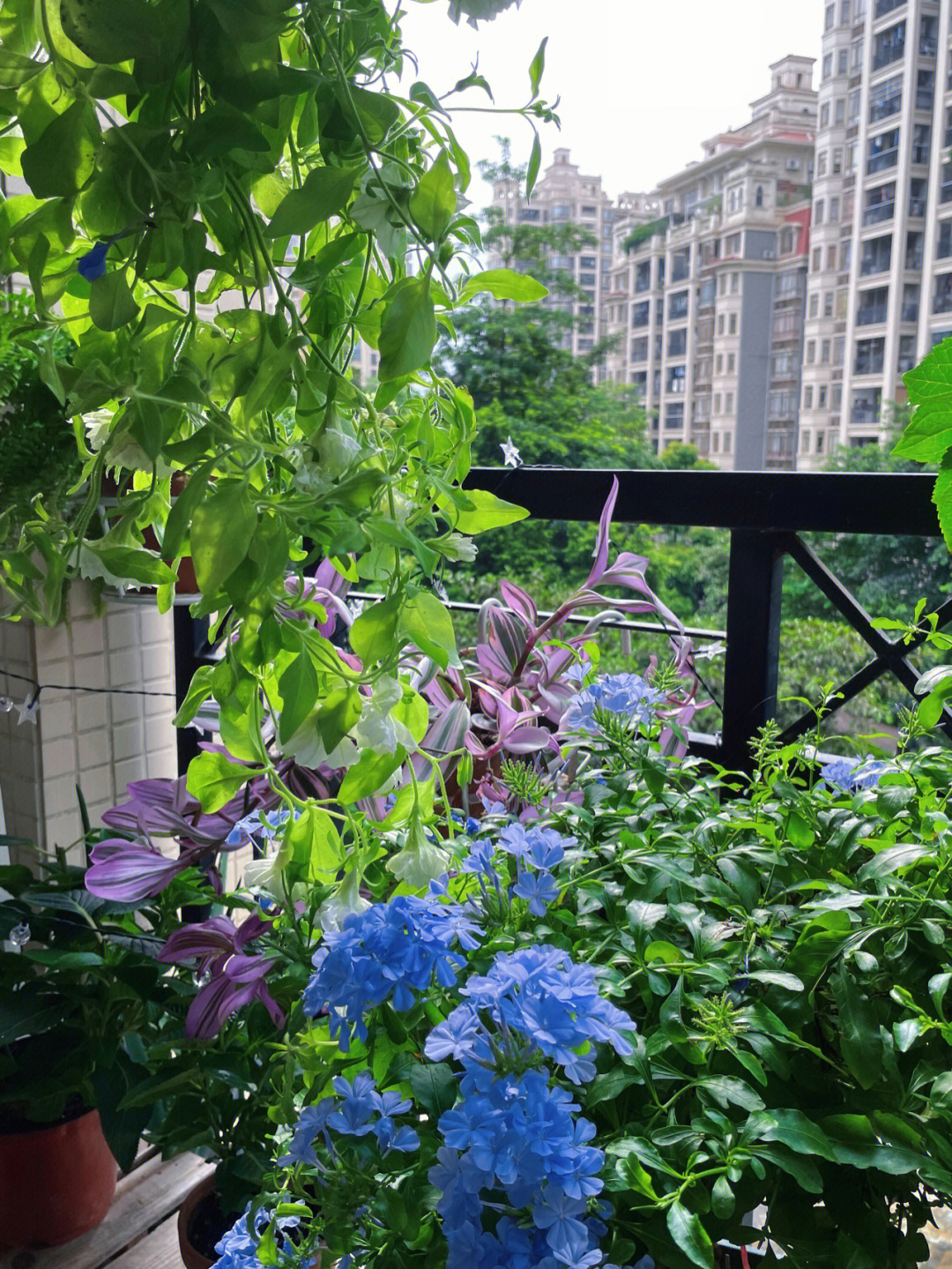 6月北阳台花园73北阳台也是可以养花的