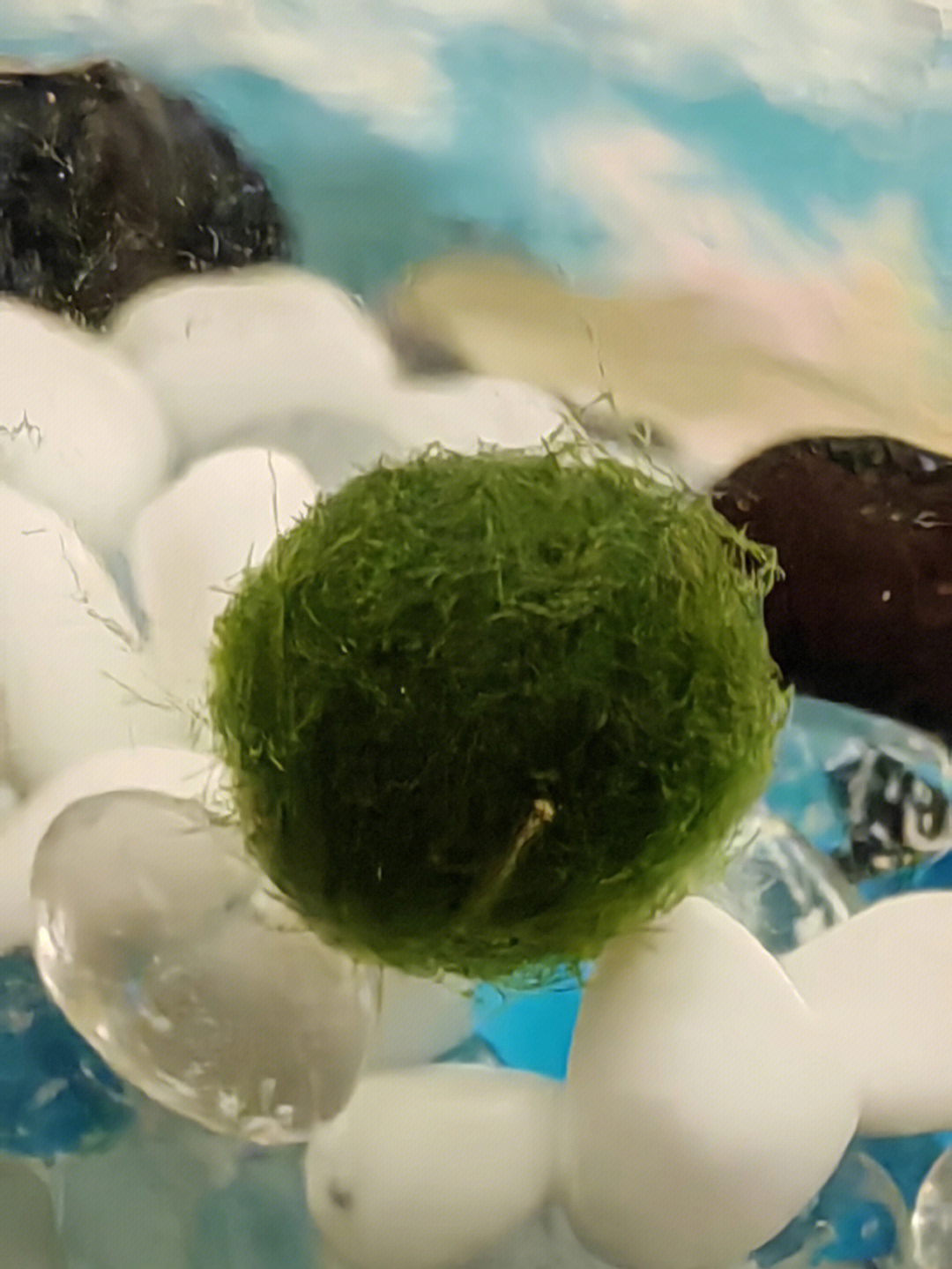 海藻球死亡图炸毛图片