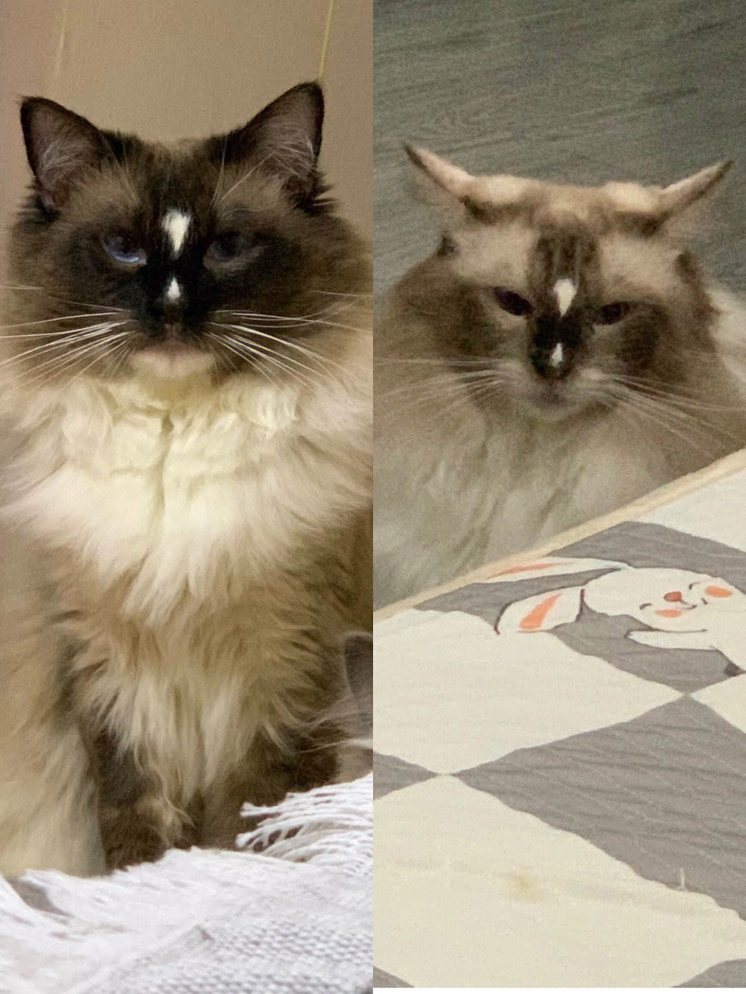 布偶猫脸不对称图片