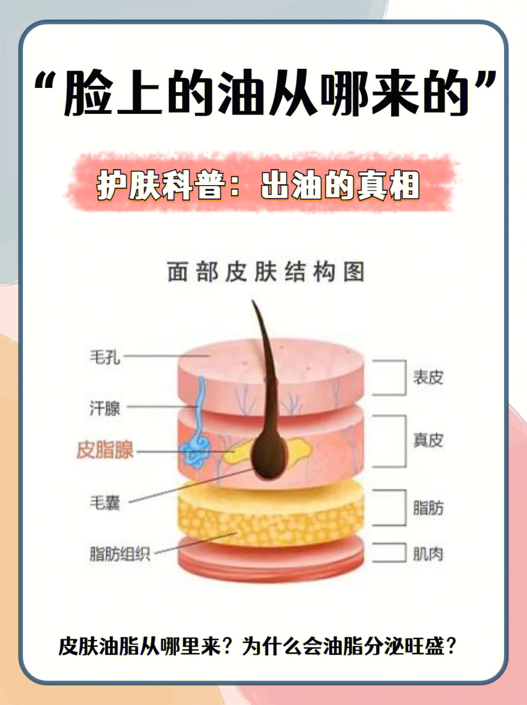 皮脂腺在皮肤哪一层图片