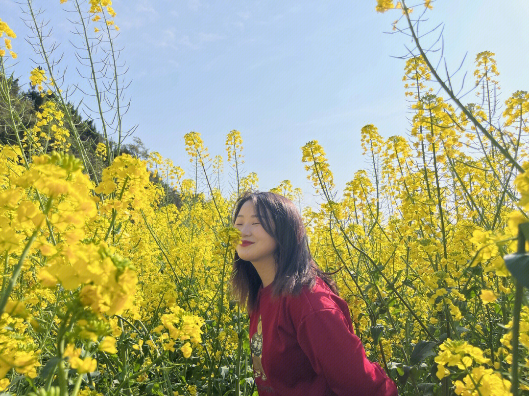 花溪油菜花