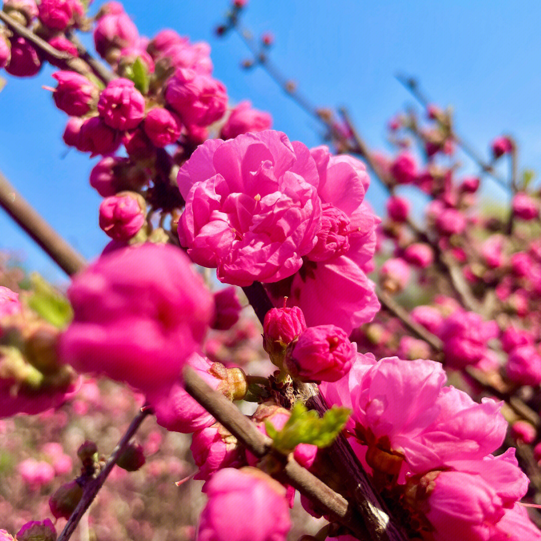 怎么拍桃花图片