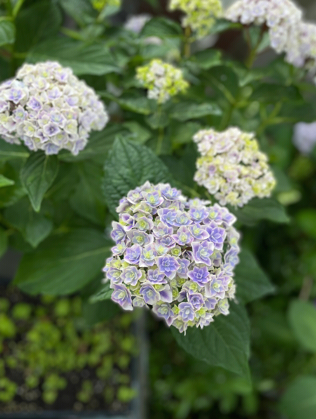 夏洛特绣球花期图片