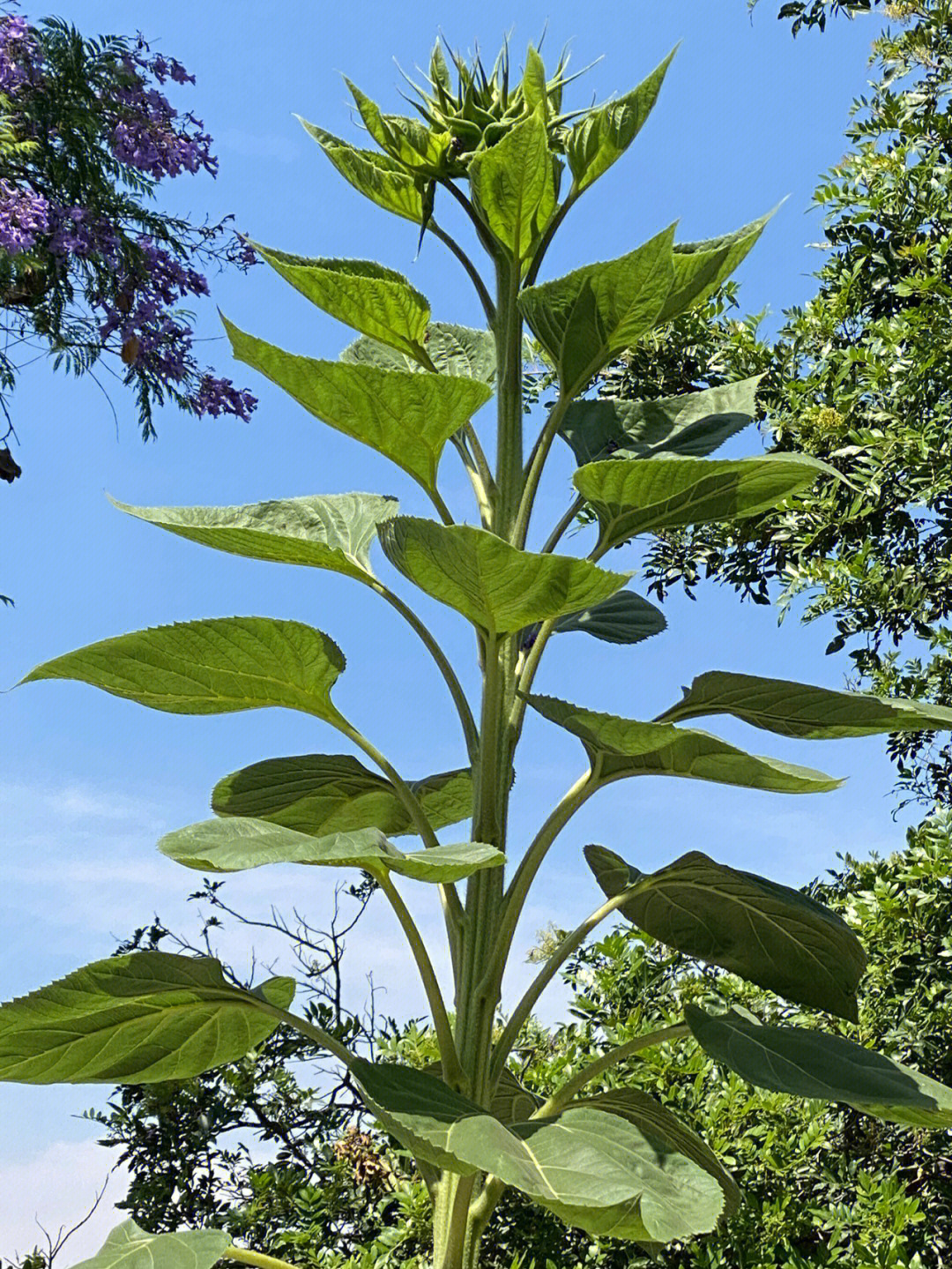 冲天的向日葵有花苞了