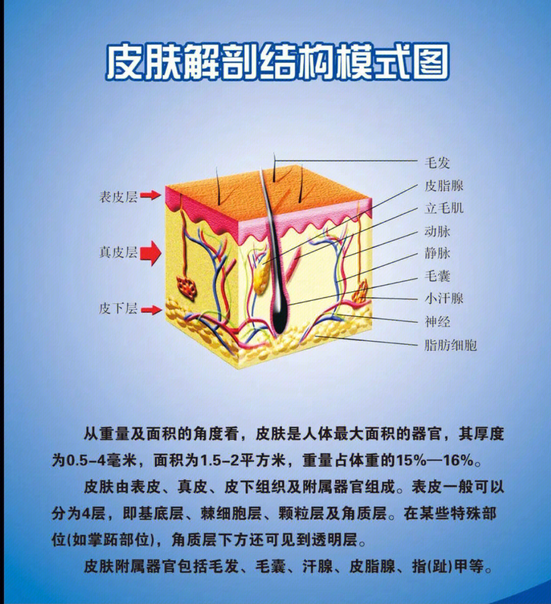 皮肤最上面的一层是表皮,而表皮又分为4–5成,位于最外面的角质层和最