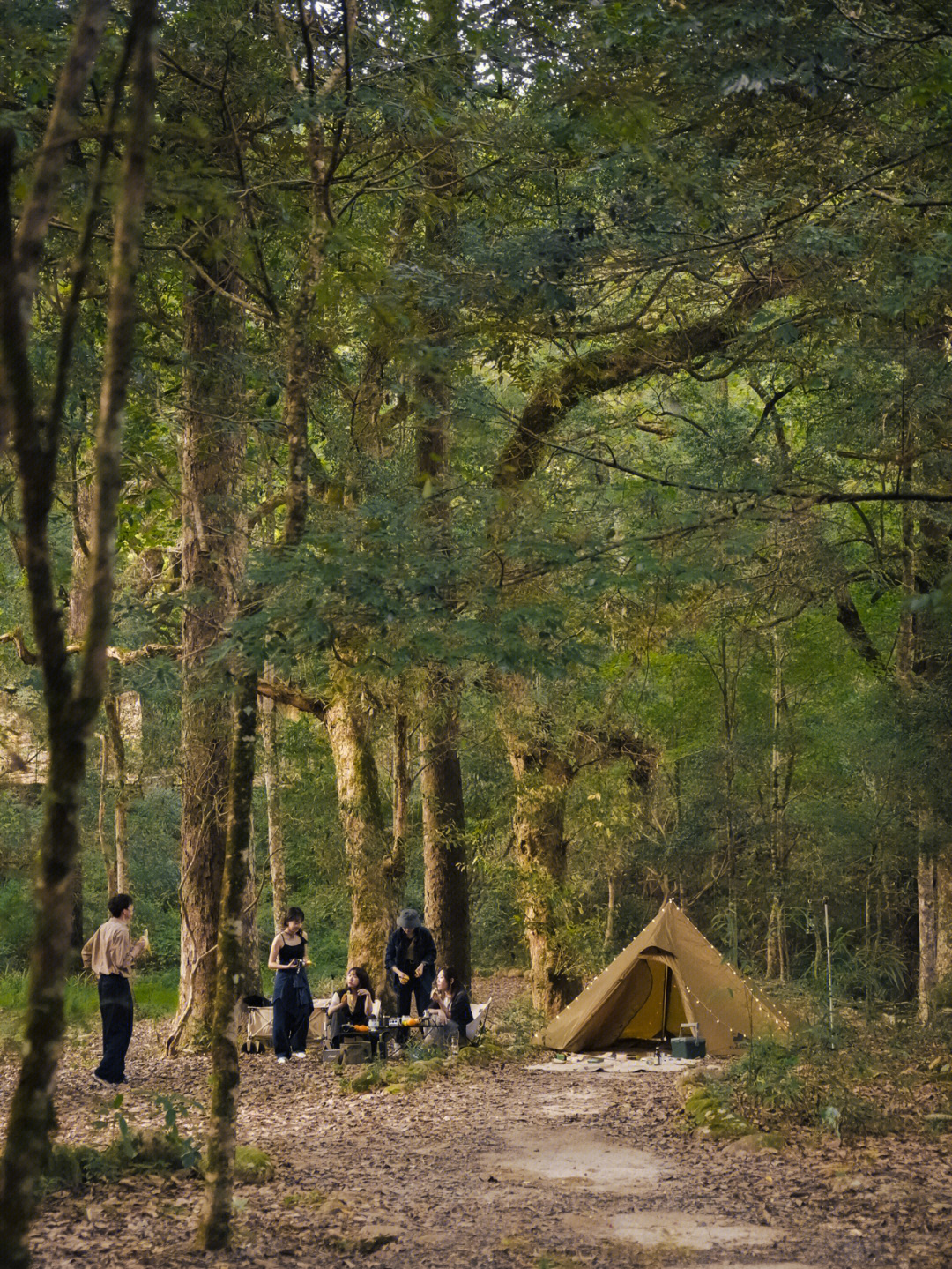 古树林支起帐篷睡在落叶上面