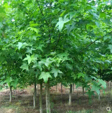 色木槭树图片图片