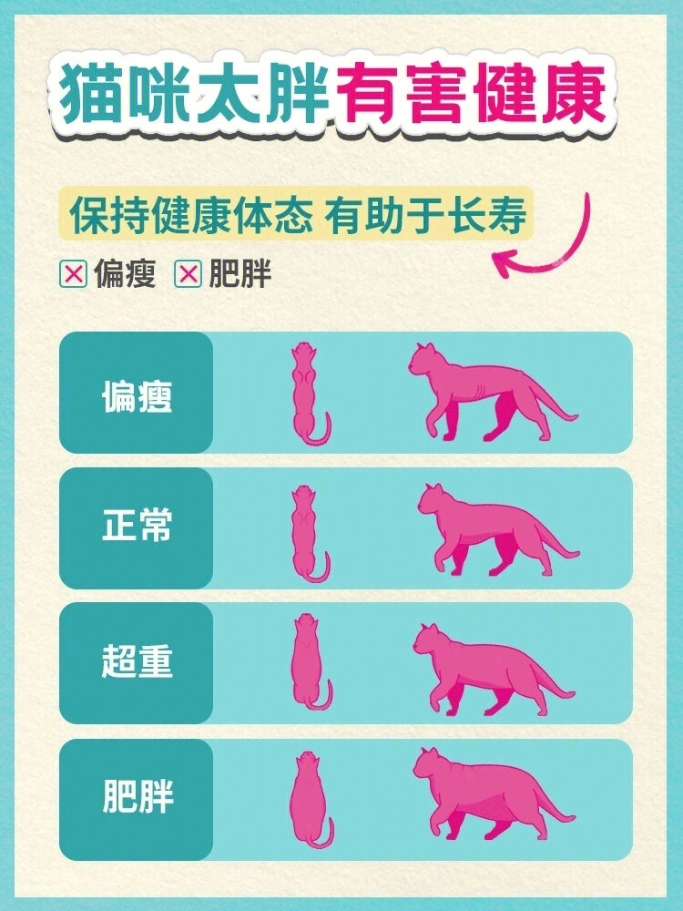 猫咪标准体重对照表图片