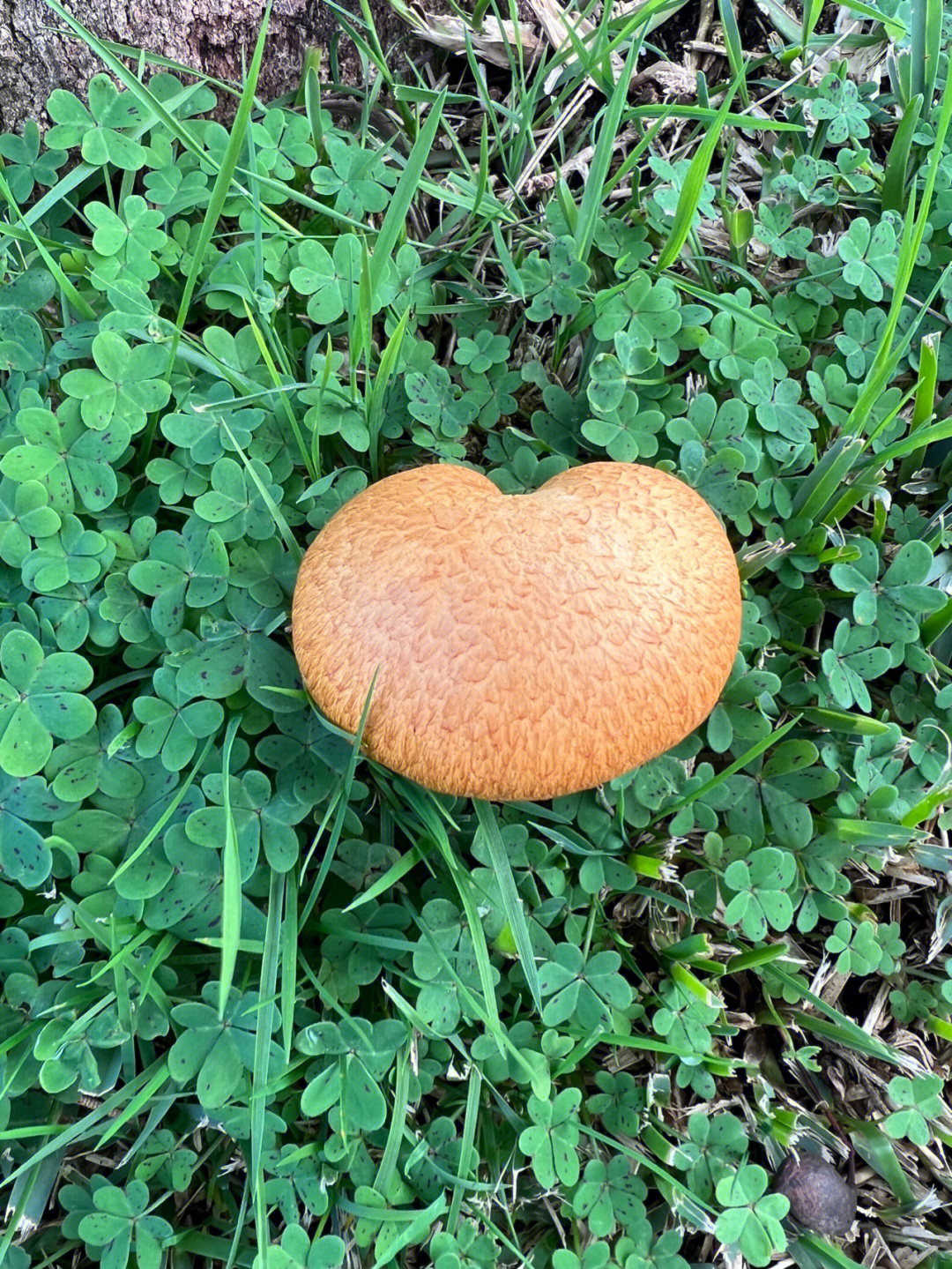 拍照识蘑菇 野生图片