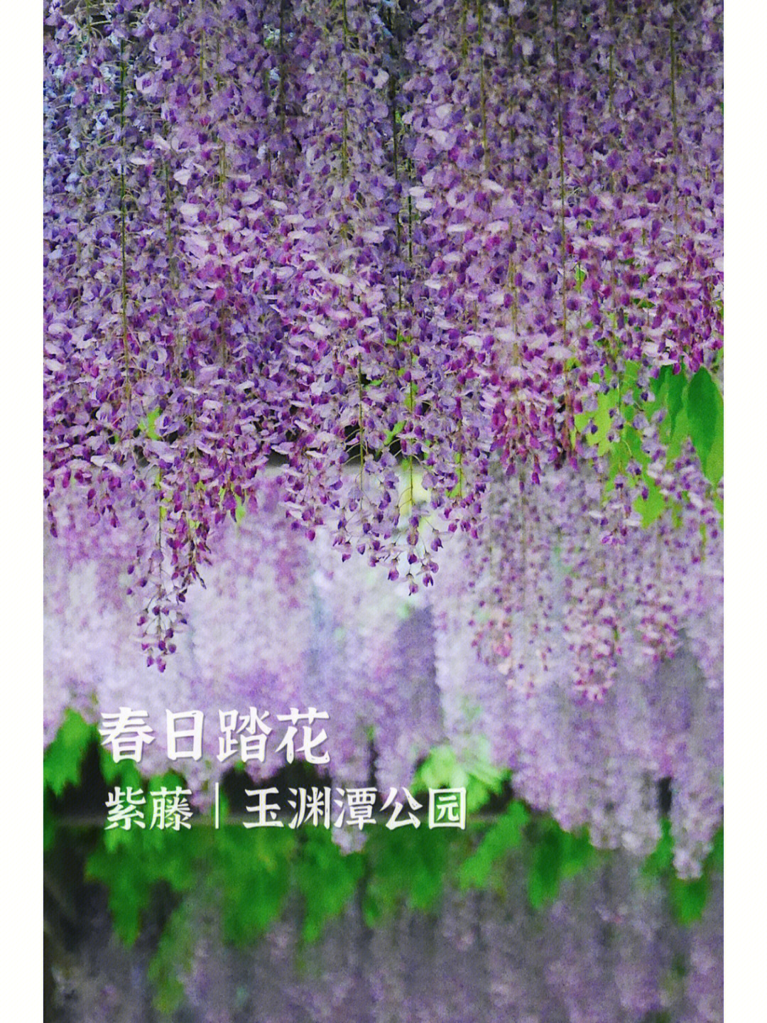 紫藤花的简介图片