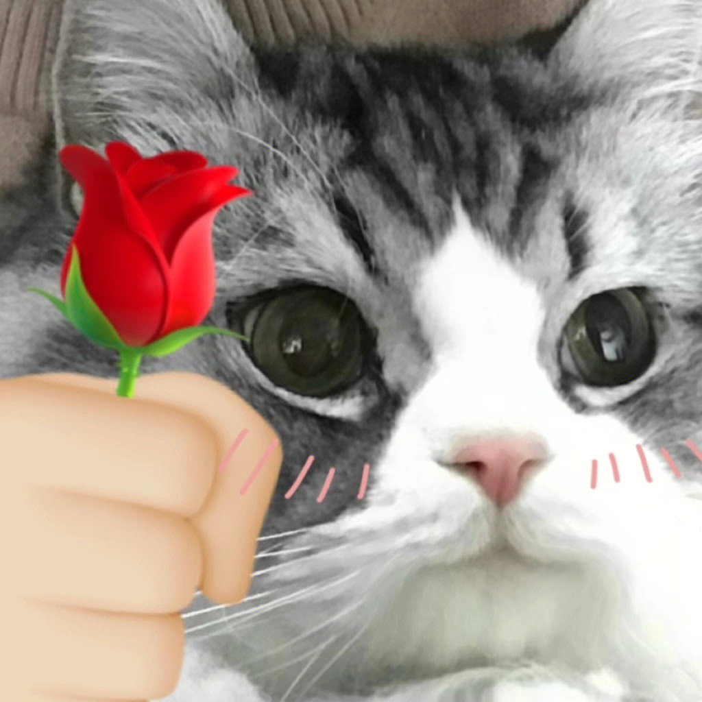 猫咪拿玫瑰的表情包图片