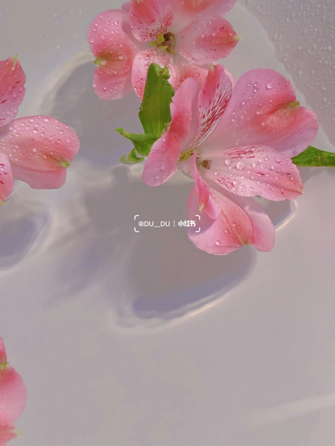 七彩水仙花 粉色图片
