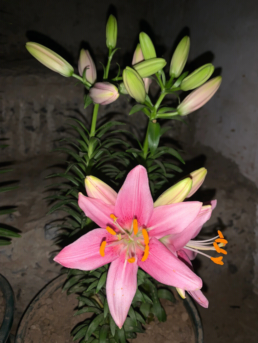 夜拍百合花