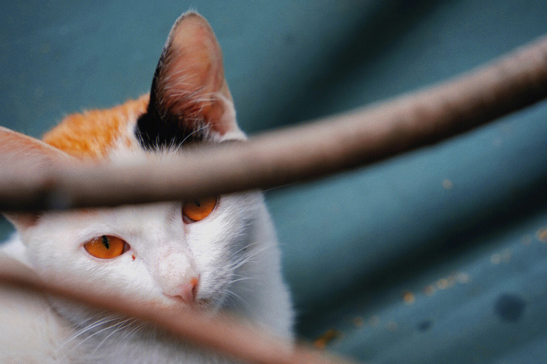 捉野猫的陷阱图解图片