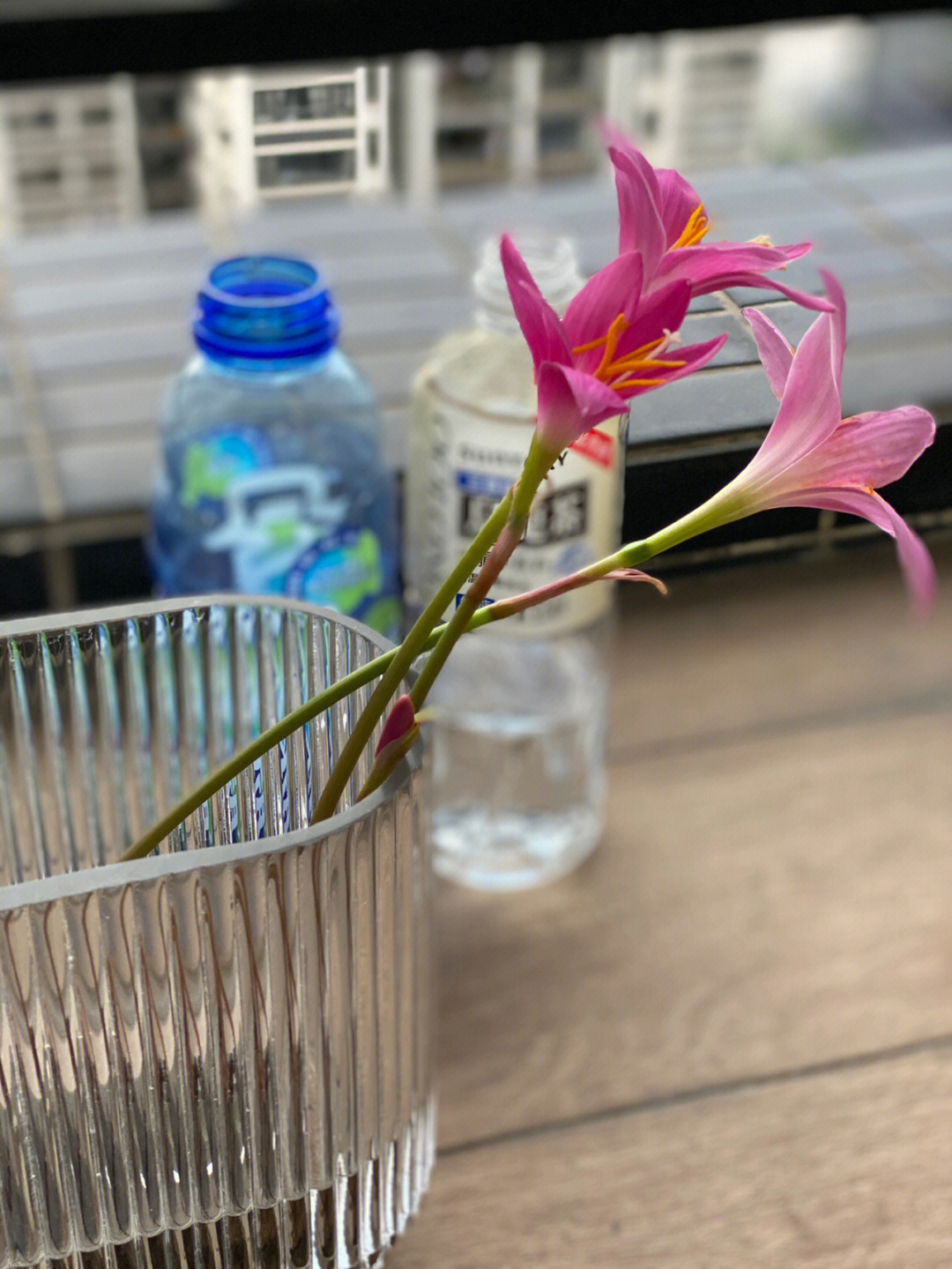 风雨兰水培方法图片