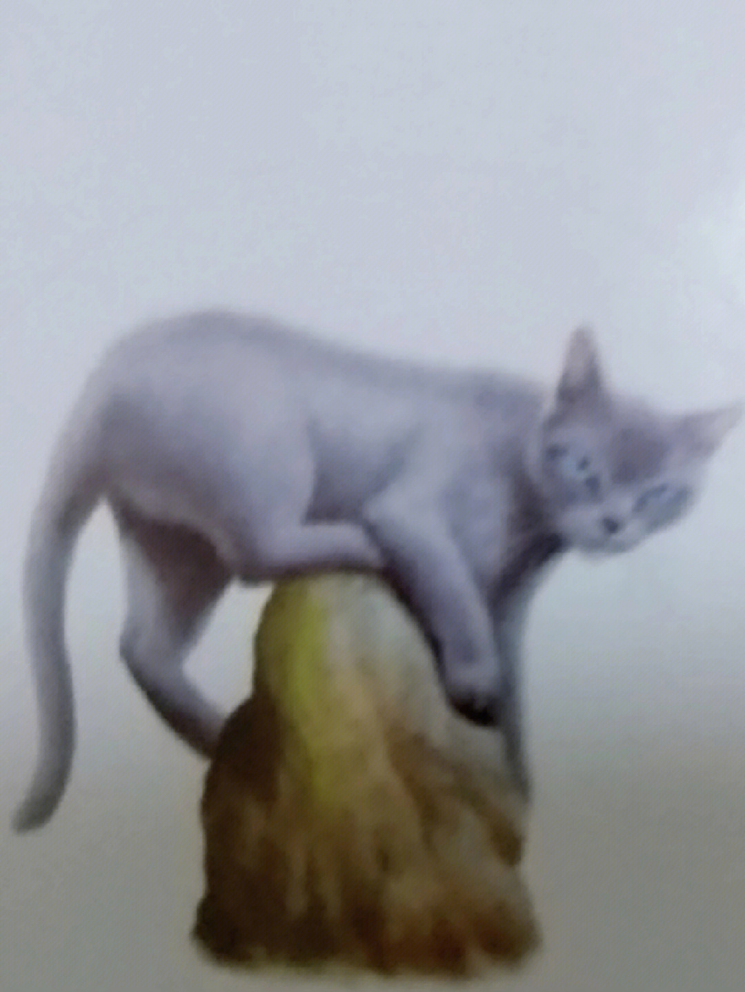 猫武士灰翅图片