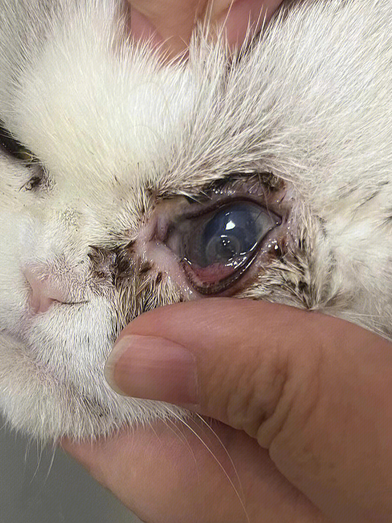 猫咪角膜穿孔保守治疗案例跟踪无锡案例