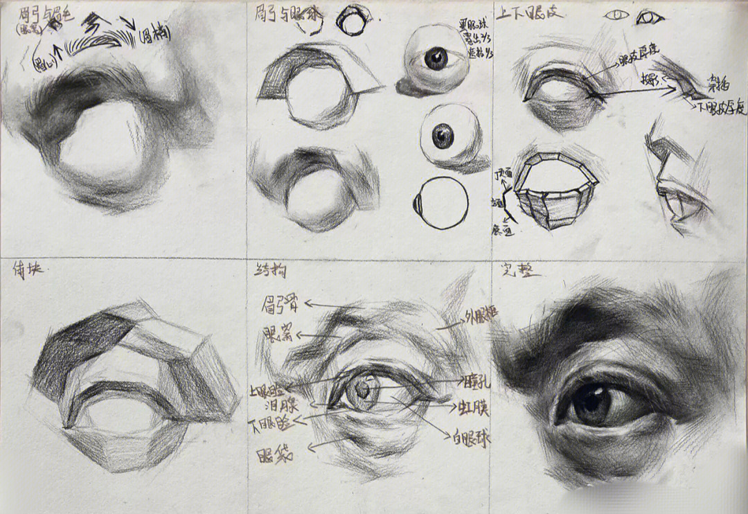 眼球素描结构图片