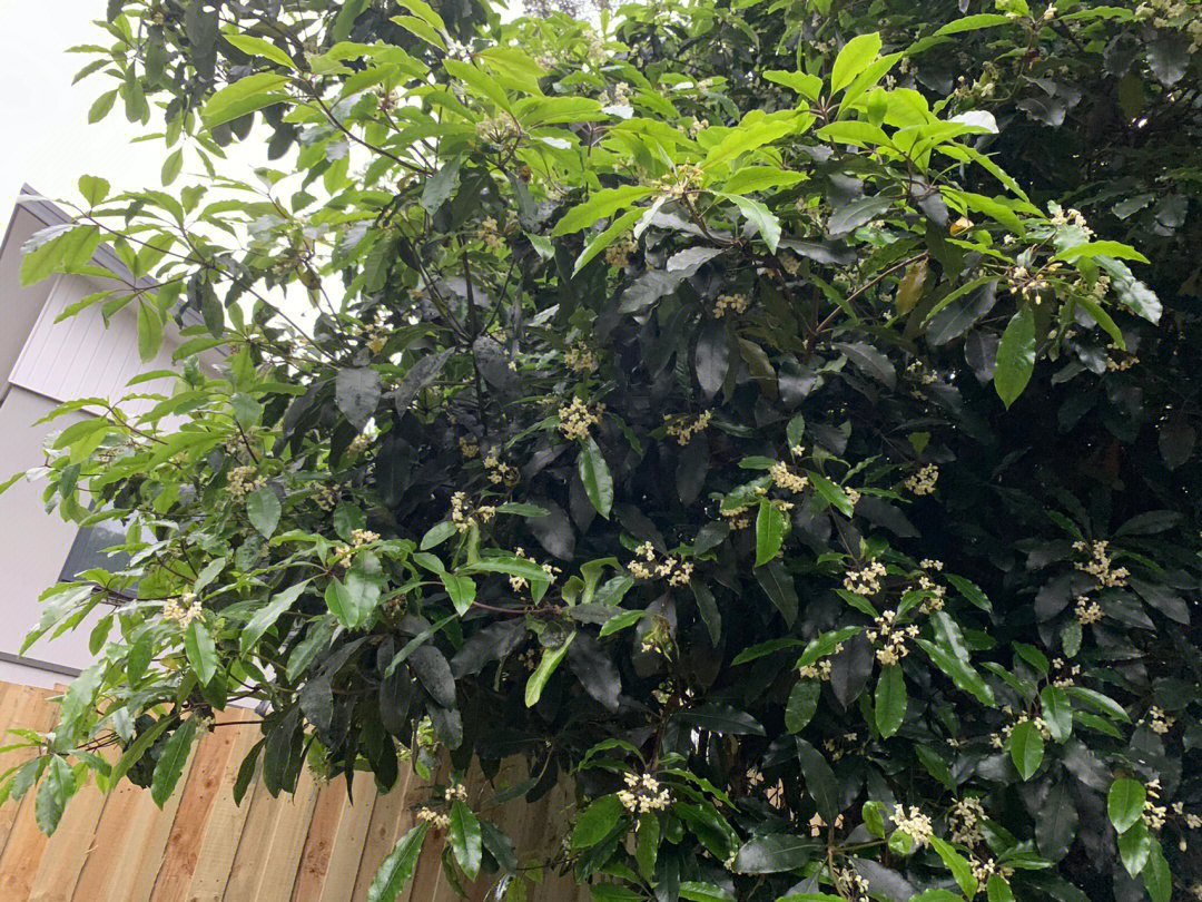 这是啥树开花挺香有点像桂花