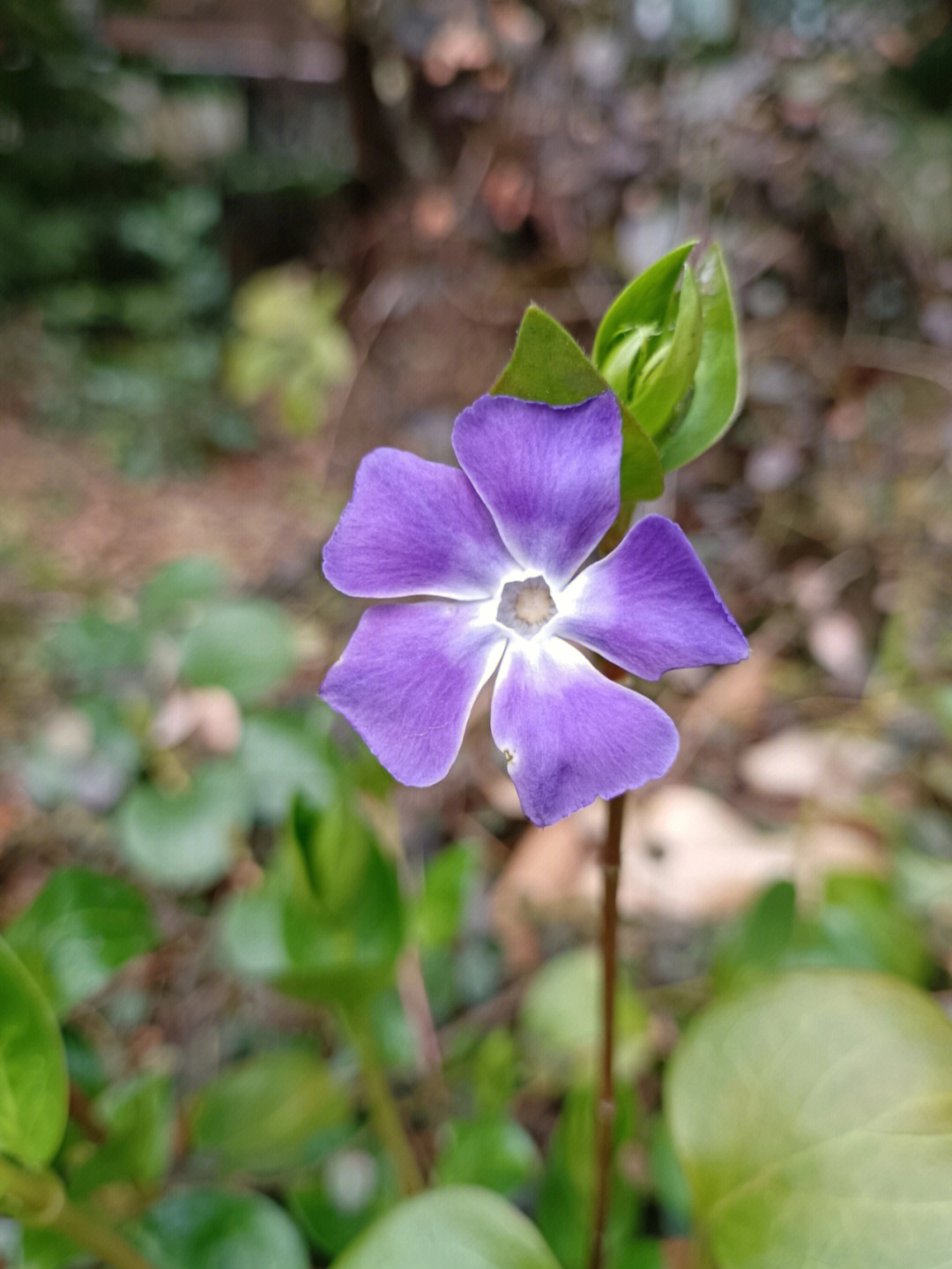 蔓长春花