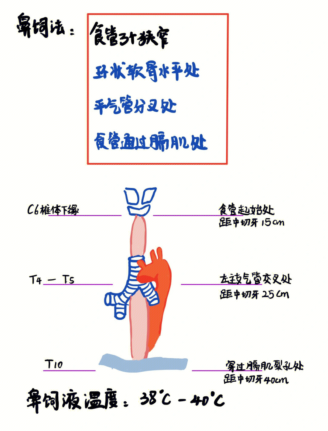 气管与胃管的结构图图片