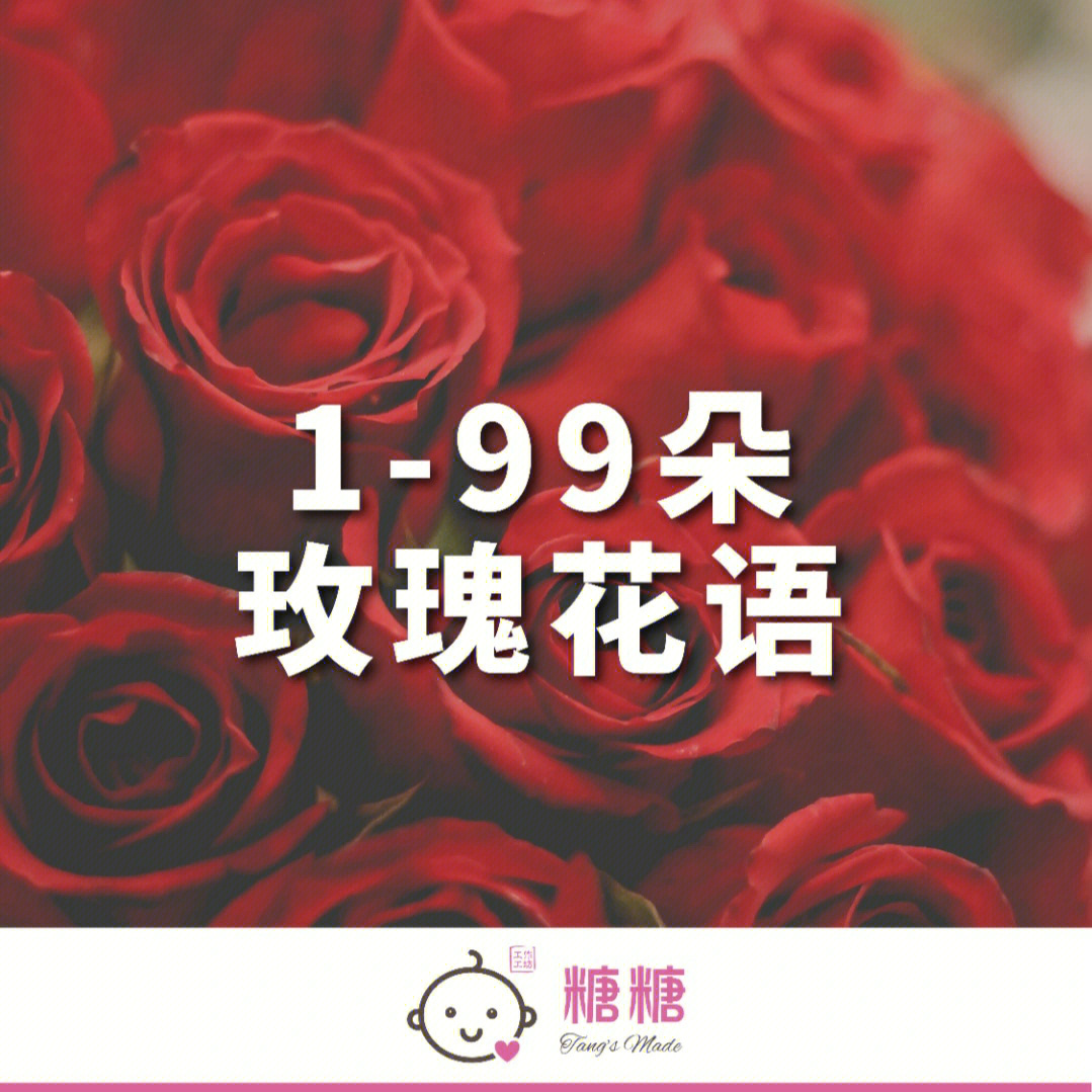 中华玫瑰第1—14篇图片