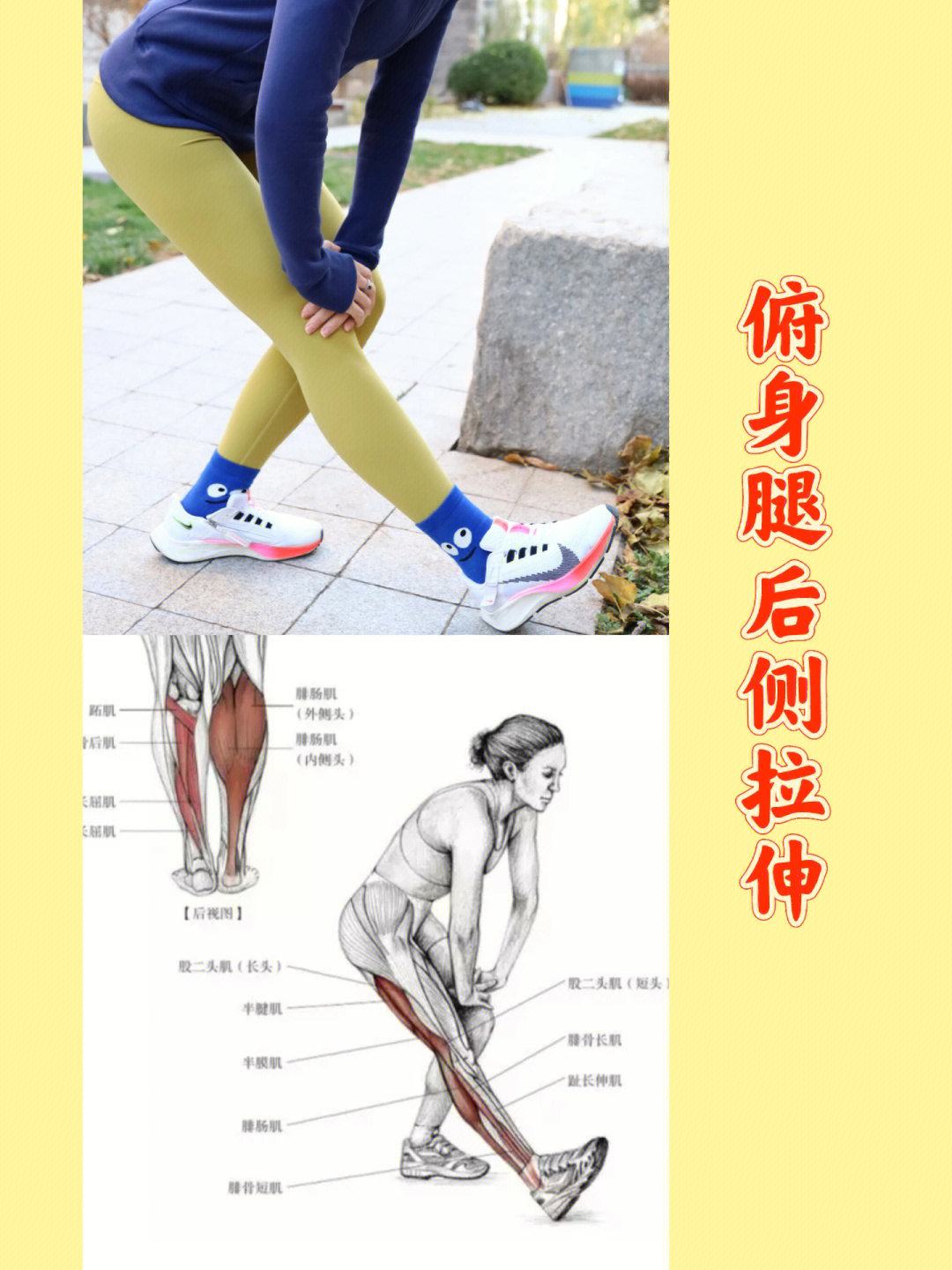73图一:俯身腿后侧拉伸这个动作可以同时拉伸腿部后侧肌肉,不仅大腿