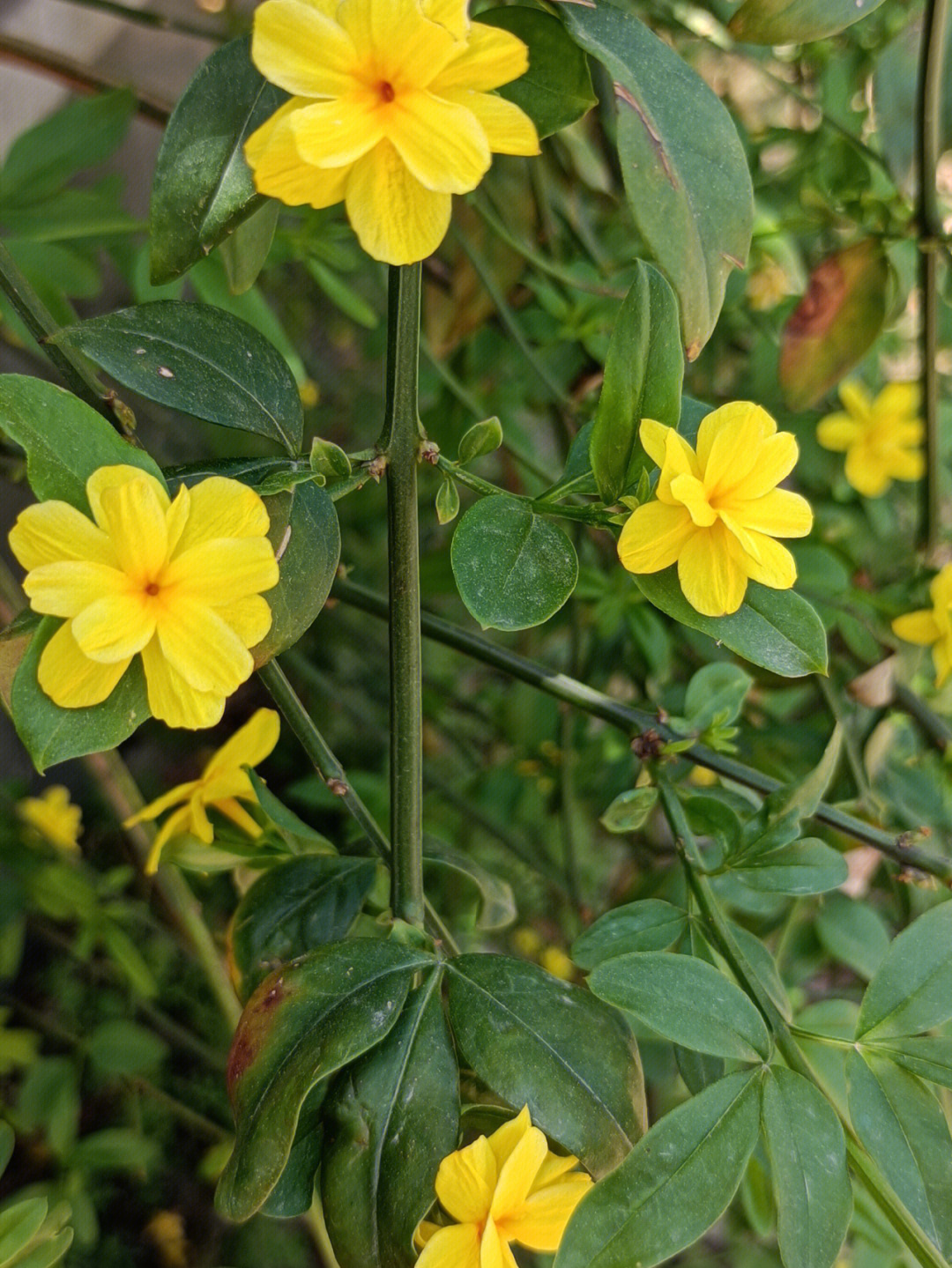 迎春花叶子张开了走有了夏日的味道