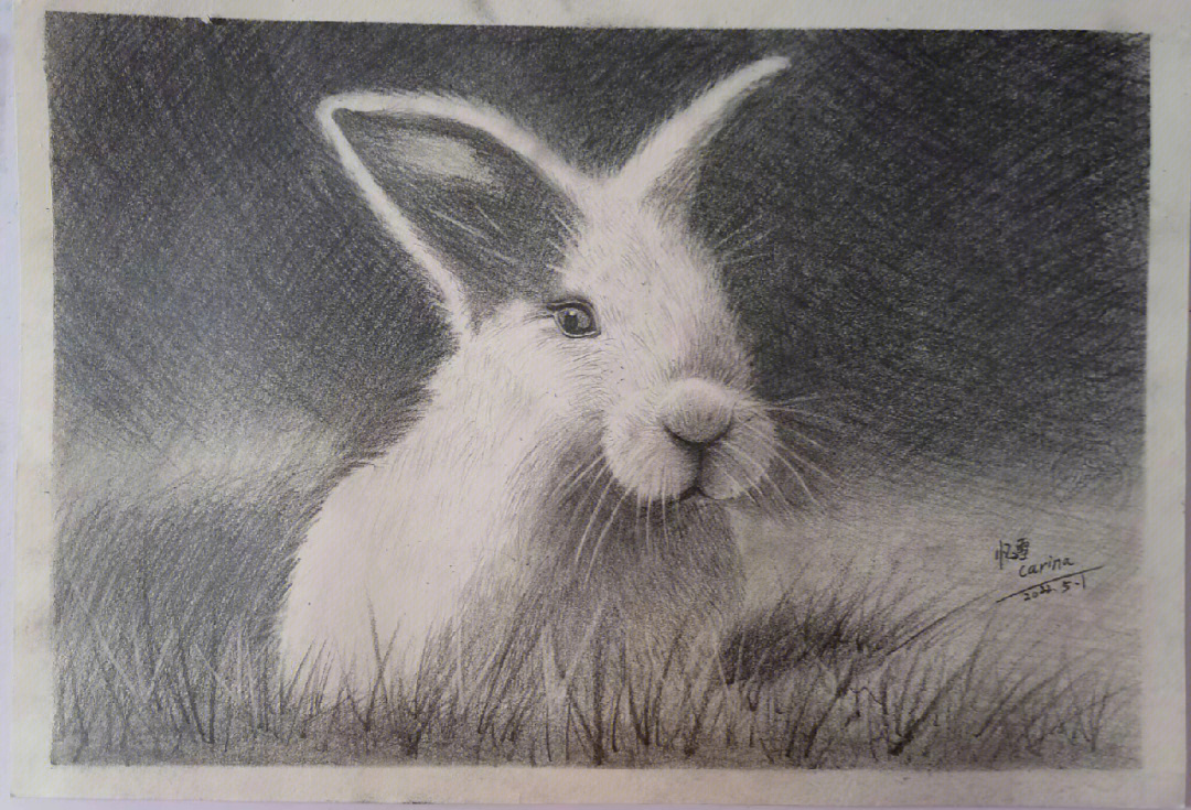 超级简单的素描画兔子图片