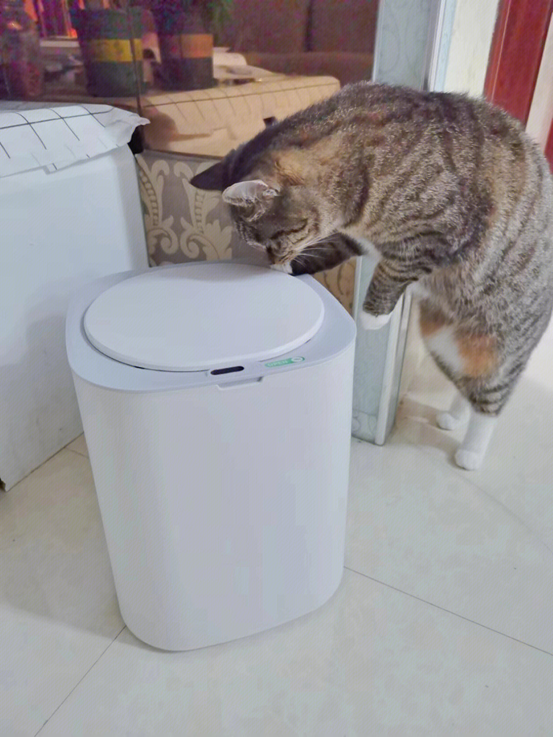 你家猫咪爱翻垃圾桶吗