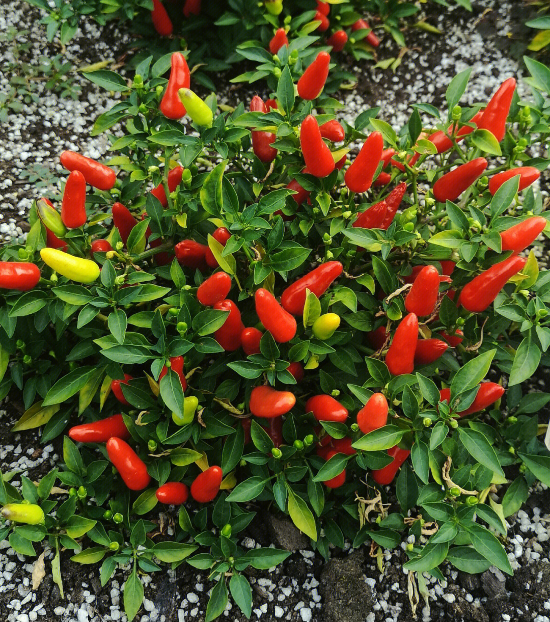 观赏辣椒阿卡普尔科,小型辣椒,株型较为紧凑,在温度不低于5℃的地区