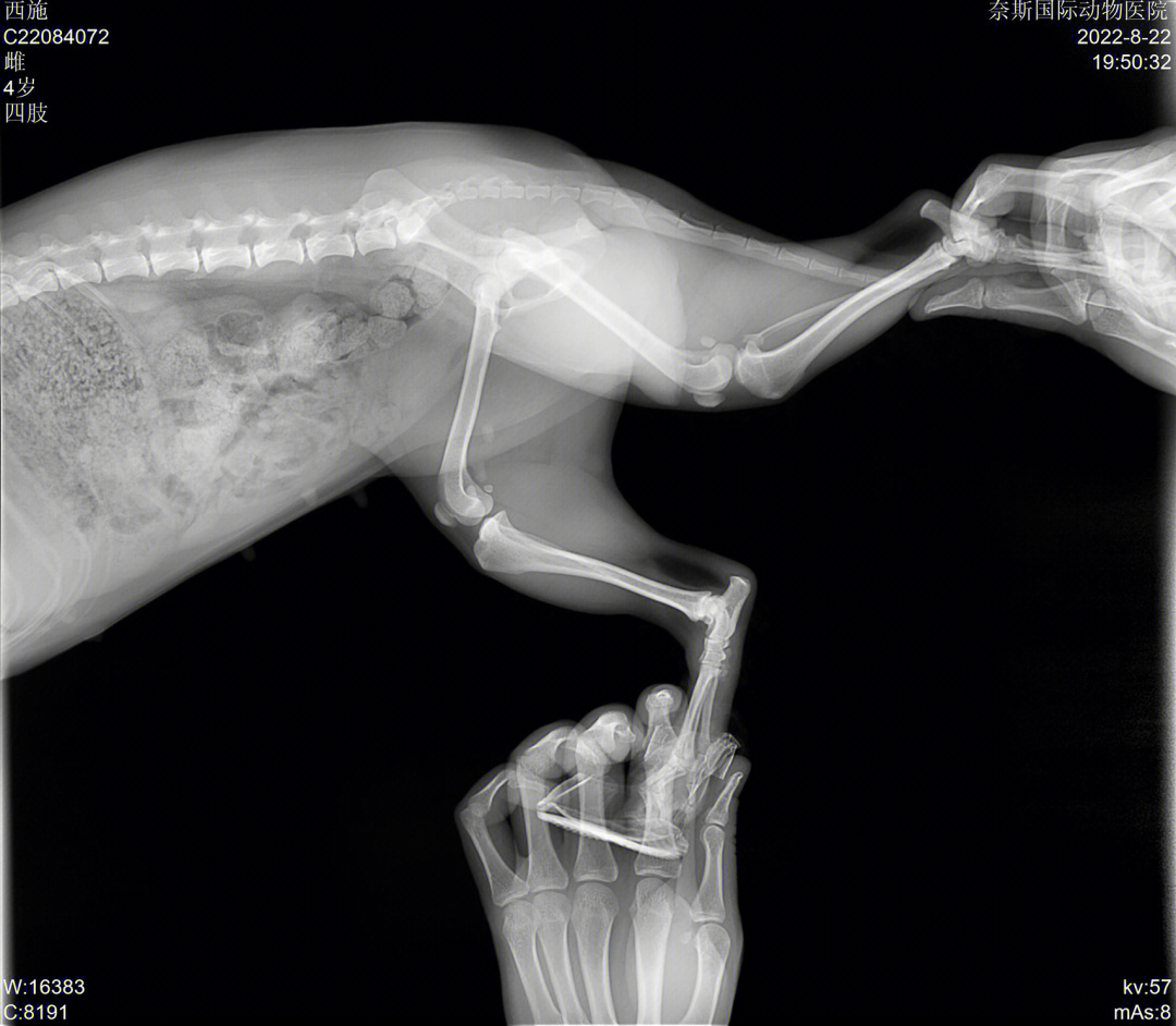 犬髌骨脱位手术图解图片