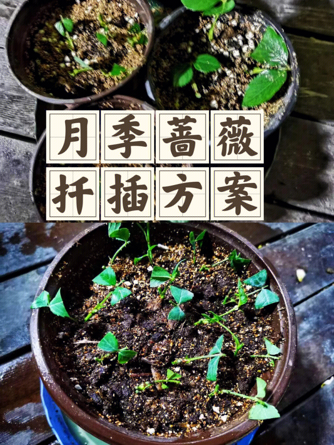 竹节海棠扦插方法图片